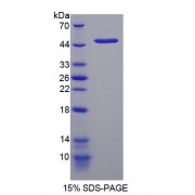 SDS-PAGE analysis of DNA Damage Inducible Transcript 3 Protein.