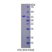 SDS-PAGE analysis of NQO1 Protein.