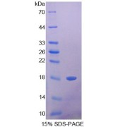 SDS-PAGE analysis of Galectin 1 Protein.