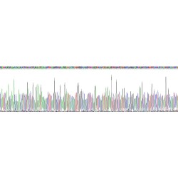 Rat Tumor Necrosis Factor Ligand Superfamily Member 11 (TNFSF11) Protein