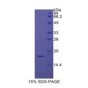 SDS-PAGE analysis of Keratin 1 Protein.