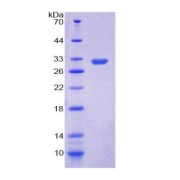 SDS-PAGE analysis of Ficolin 1 Protein.