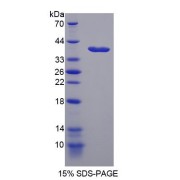 SDS-PAGE analysis of Nestin Protein.