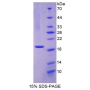 SDS-PAGE analysis of Myeloperoxidase Protein.