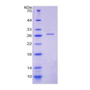 SDS-PAGE analysis of Prolactin Protein.