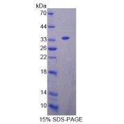 SDS-PAGE analysis of OIT3 Protein.