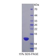 SDS-PAGE analysis of IL13 Protein.