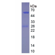 SDS-PAGE analysis of native Human Immunoglobulin G4 Protein.