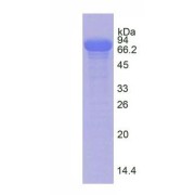 SDS-PAGE analysis of native Pig Transferrin Protein.