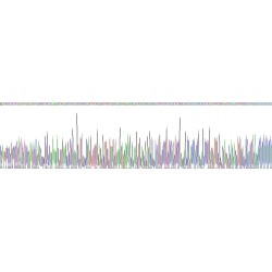 Human Glucose Transporter 4 / GLUT4 (SLC2A4) Protein