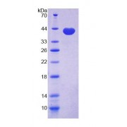 SDS-PAGE analysis of Cow GAL4 Protein.