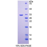 SDS-PAGE analysis of Human KLK9 Protein.