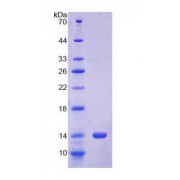 SDS-PAGE analysis of recombinant Cow S100A12 Protein.