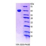 SDS-PAGE analysis of Human MgA Protein.