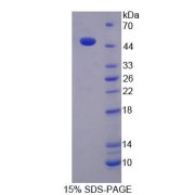 SDS-PAGE analysis of Rat KNG1 Protein.