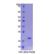 SDS-PAGE analysis of Rat PUMA Protein.