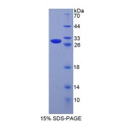 SDS-PAGE analysis of Mouse CRISP1 Protein.