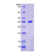 SDS-PAGE analysis of Human EEF2 Protein.