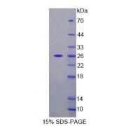 SDS-PAGE analysis of Mouse FPGT Protein.