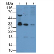 Western blot analysis of (1) Pig Serum, (2) Pig Heart lysate, (3) Pig Skeletal muscle lysate, using Mouse Anti-Pig ADPN Antibody (5 µg/ml) and HRP-conjugated Goat Anti-Mouse antibody (<a href="https://www.abbexa.com/index.php?route=product/search&amp;search=abx400001" target="_blank">abx400001</a>, 0.2 µg/ml).