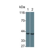 Western blot analysis of (1) Rat Heart lysate, (2) Rat Cerebrum lysate, using Mouse Anti-Rat AST Antibody (0.2 µg/ml) and HRP-conjugated Goat Anti-Mouse antibody (<a href="https://www.abbexa.com/index.php?route=product/search&amp;search=abx400001" target="_blank">abx400001</a>, 0.2 µg/ml).