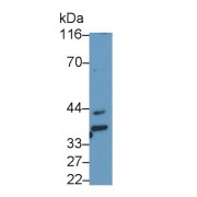 Western blot analysis of PC3 cell lysate, using Mouse Anti-Human b3GAT1 Antibody (0.2 µg/ml) and HRP-conjugated Goat Anti-Mouse antibody (<a href="https://www.abbexa.com/index.php?route=product/search&amp;search=abx400001" target="_blank">abx400001</a>, 0.2 µg/ml).
