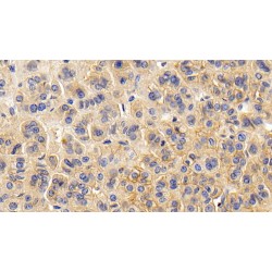 Basigin (BSG) Antibody