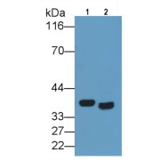 Western blot analysis of (1) Rat Kidney lysate, (2) HeLa cell lysate, using Mouse Anti-Human BSG Antibody (1 µg/ml) and HRP-conjugated Goat Anti-Mouse antibody (<a href="https://www.abbexa.com/index.php?route=product/search&amp;search=abx400001" target="_blank">abx400001</a>, 0.2 µg/ml).