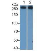 Western blot analysis of (1) Pig Skeletal muscle lysate, (2) U2OS cell lysate, using Mouse Anti-Human IGF1 Antibody (0.2 µg/ml) and HRP-conjugated Goat Anti-Mouse antibody (<a href="https://www.abbexa.com/index.php?route=product/search&amp;search=abx400001" target="_blank">abx400001</a>, 0.2 µg/ml).