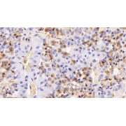 IHC-P analysis of Pig Pituitary Tissue, with DAB staining, using Mouse Anti-Mouse FSHb Antibody (20 µg/ml) and HRP-conjugated Goat Anti-Mouse antibody (<a href="https://www.abbexa.com/index.php?route=product/search&amp;search=abx400001" target="_blank">abx400001</a>, 2 µg/ml).