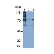 Western blot analysis of (1) Human Lung lysate, and (2) Pig Lung lysate, using Mouse Anti-Human MECP2 Antibody (0.02 µg/ml) and HRP-conjugated Goat Anti-Mouse antibody (<a href="https://www.abbexa.com/index.php?route=product/search&amp;search=abx400001" target="_blank">abx400001</a>, 0.2 µg/ml).