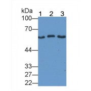 Western blot analysis of (1) Human Serum, (2) Rat Skeletal Muscle lysate, and (3) Rat Placenta lysate.