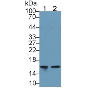 Western blot analysis of (1) Mouse Cerebrum lysate, and (2) Rat Cerebrum lysate, using Mouse Anti-Human NRGN Antibody (2 µg/ml) and HRP-conjugated Goat Anti-Mouse antibody (<a href="https://www.abbexa.com/index.php?route=product/search&amp;search=abx400001" target="_blank">abx400001</a>, 0.2 µg/ml).