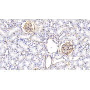 IHC-P analysis of Rat Kidney Tissue, with DAB staining, using Mouse Anti-Rat PCX Antibody (20 µg/ml) and HRP-conjugated Goat Anti-Mouse antibody (<a href="https://www.abbexa.com/index.php?route=product/search&amp;search=abx400001" target="_blank">abx400001</a>, 2 µg/ml).