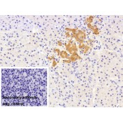 IHC-P analysis of Pig pancreas tissue, with DAB staining, using TCN2 antibody (30 µg/ml) and HRP-conjugated Goat Anti-Mouse antibody (<a href="https://www.abbexa.com/index.php?route=product/search&amp;search=abx400001" target="_blank">abx400001</a>, 2 µg/ml). PBS was used instead of the primary antibody as a negative control.