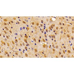 Calcyon Neuron Specific Vesicular Protein (CALY) Antibody