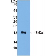 Western blot analysis of recombinant Mouse CALY.
