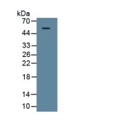 Western blot analysis of recombinant Dog GAL9.