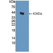 Western blot analysis of recombinant Dog Insulin.