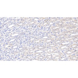 Leptin (LEP) Antibody