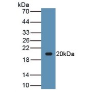 Western blot analysis of recombinant Dog LEP.