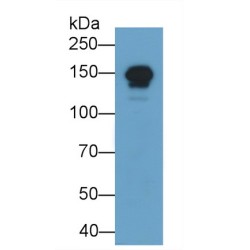 Myosin Binding Protein C, Cardiac (MYBPC3) Antibody