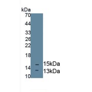 Western blot analysis of recombinant Mouse NT3.