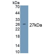 Western blot analysis of recombinant Pig PRL.