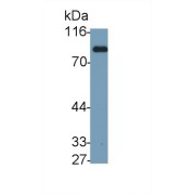 Western blot analysis of Gallus Serum, using Rabbit Anti-Gallus TF Antibody (0.01 µg/ml) and HRP-conjugated Goat Anti-Rabbit antibody (<a href="https://www.abbexa.com/index.php?route=product/search&amp;search=abx400043" target="_blank">abx400043</a>, 0.2 µg/ml).