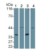 Western blot analysis of (1) Mouse Pancreas lysate, (2) Mouse Heart lysate, (3) Rat Pancreas lysate, (4) Rat Heart lysate, using Rabbit Anti-Mouse XBP1 Antibody (0.8 µg/ml) and HRP-conjugated Goat Anti-Rabbit antibody (<a href="https://www.abbexa.com/index.php?route=product/search&amp;search=abx400043" target="_blank">abx400043</a>, 0.2 µg/ml).