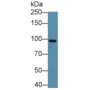 Western blot analysis of Cow Cerebrum lysate, using Mouse Anti-Cow GSN Antibody (3 µg/ml) and HRP-conjugated Goat Anti-Mouse antibody (<a href="https://www.abbexa.com/index.php?route=product/search&amp;search=abx400001" target="_blank">abx400001</a>, 0.2 µg/ml).