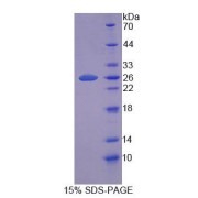 SDS-PAGE analysis of Mouse PANK1 Protein.