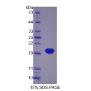 SDS-PAGE analysis of Rat PLTP Protein.