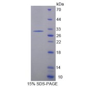 SDS-PAGE analysis of Mouse PTTG1 Protein.